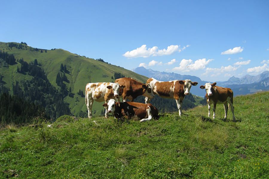 ferienbauernhof-saalfelden-sommer006